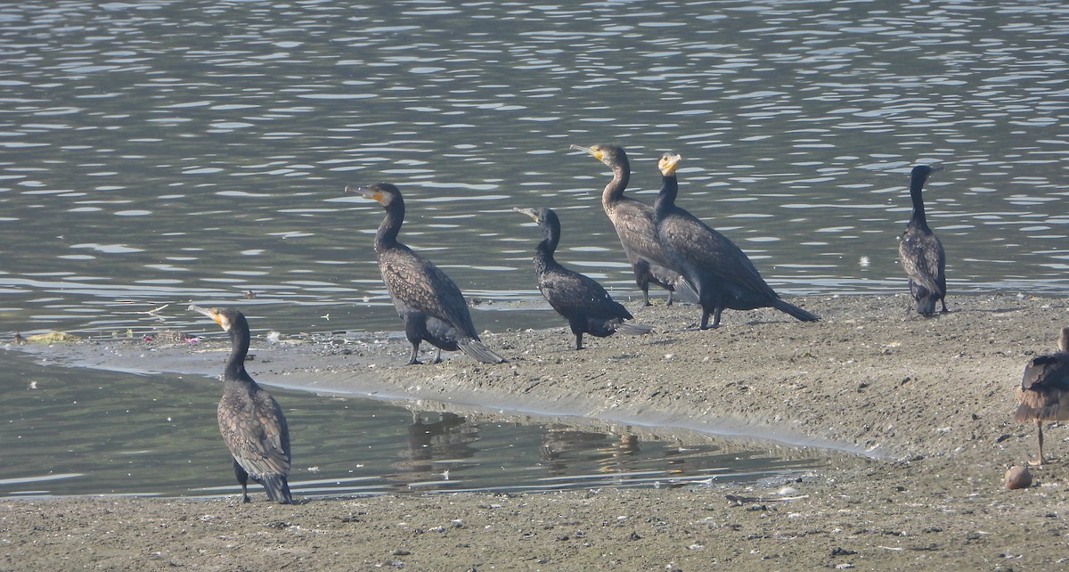 Тураг гогой - ML646779543