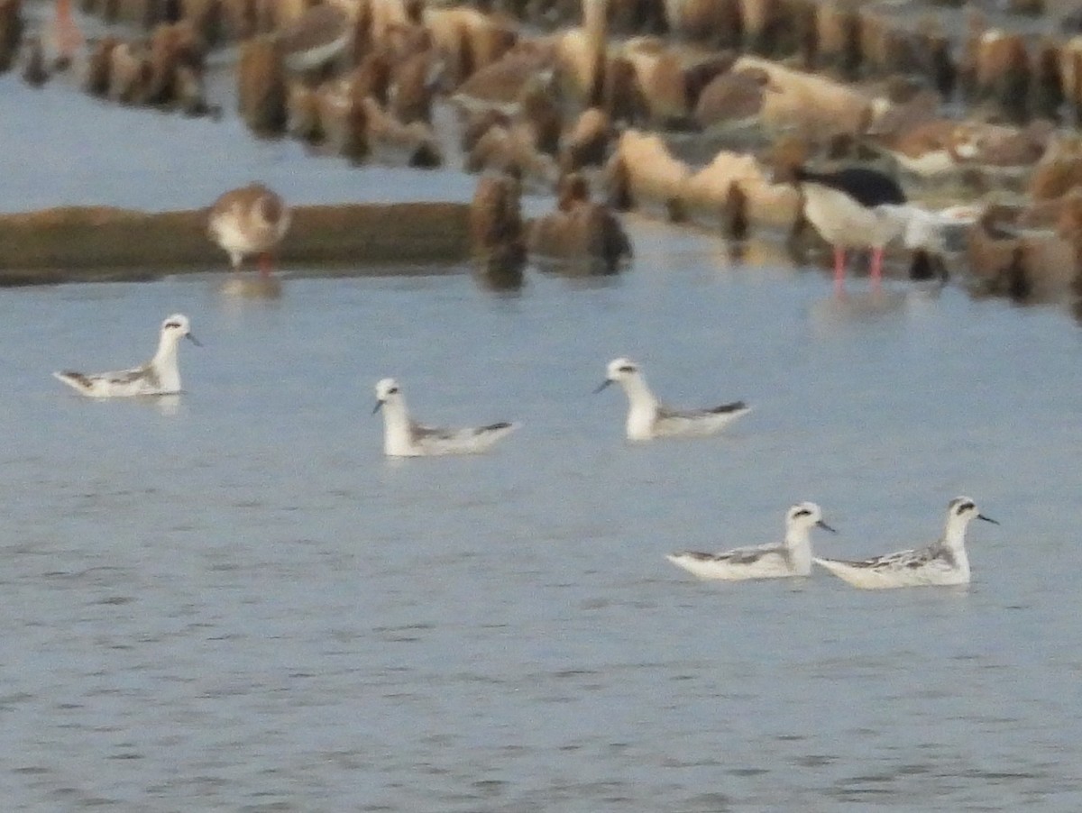 Red-necked Phalarope - ML646779544