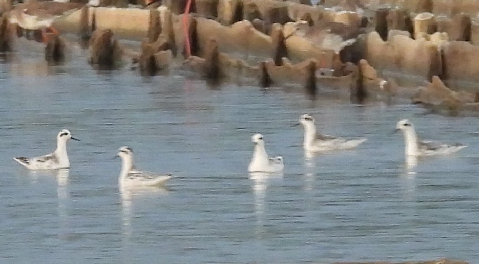 Red-necked Phalarope - ML646779545