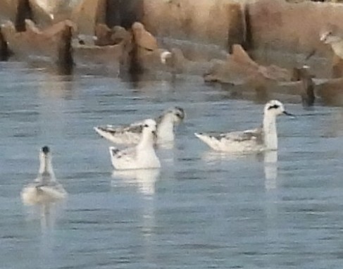 Red-necked Phalarope - ML646779546