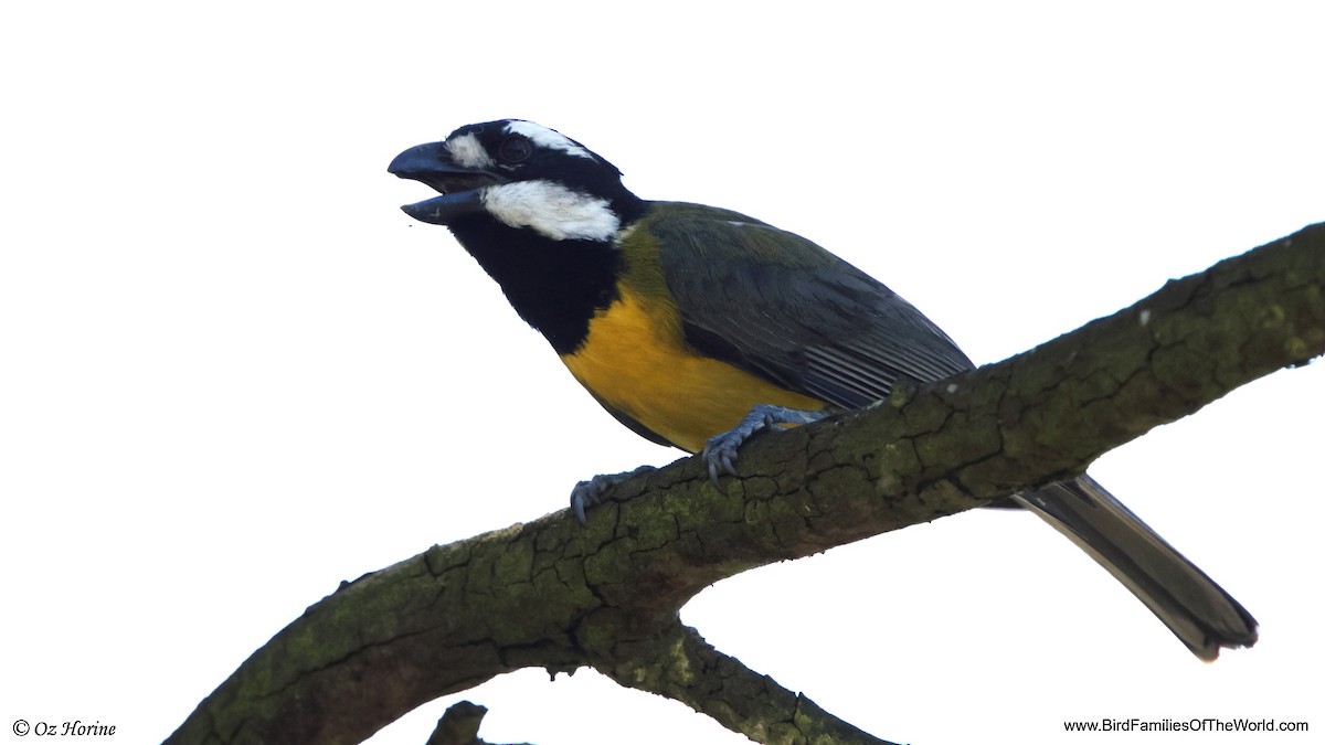 Eastern Shrike-tit - ML646779552