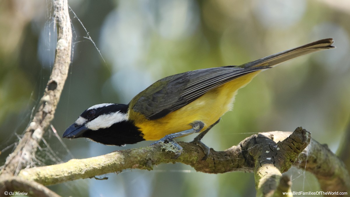 Eastern Shrike-tit - ML646779553