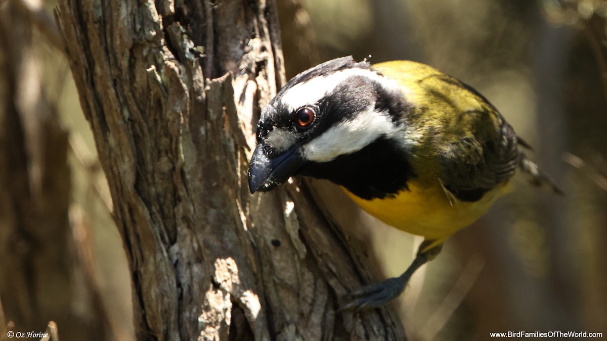Eastern Shrike-tit - ML646779554