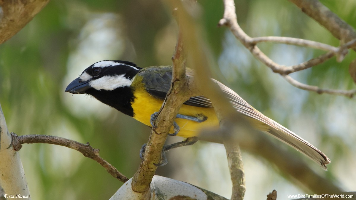 Eastern Shrike-tit - ML646779555