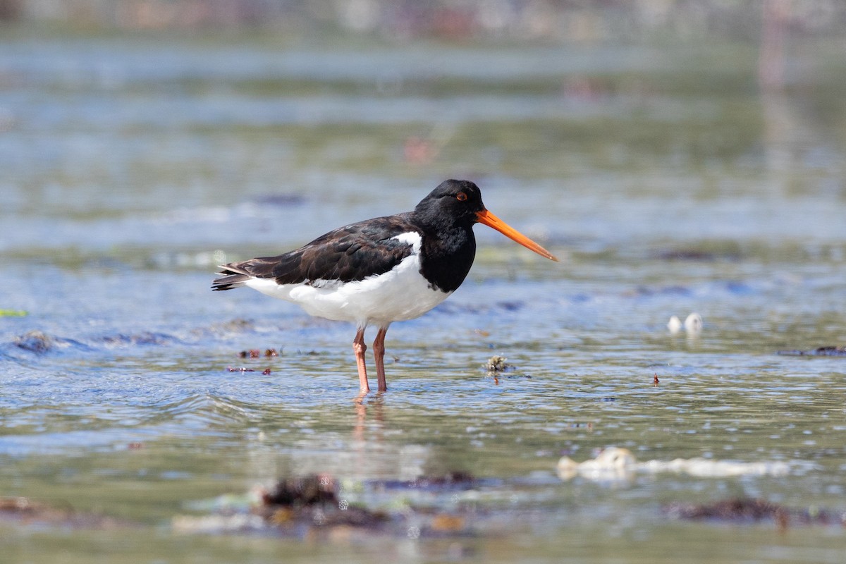 Güney Adası Poyrazkuşu - ML646779556