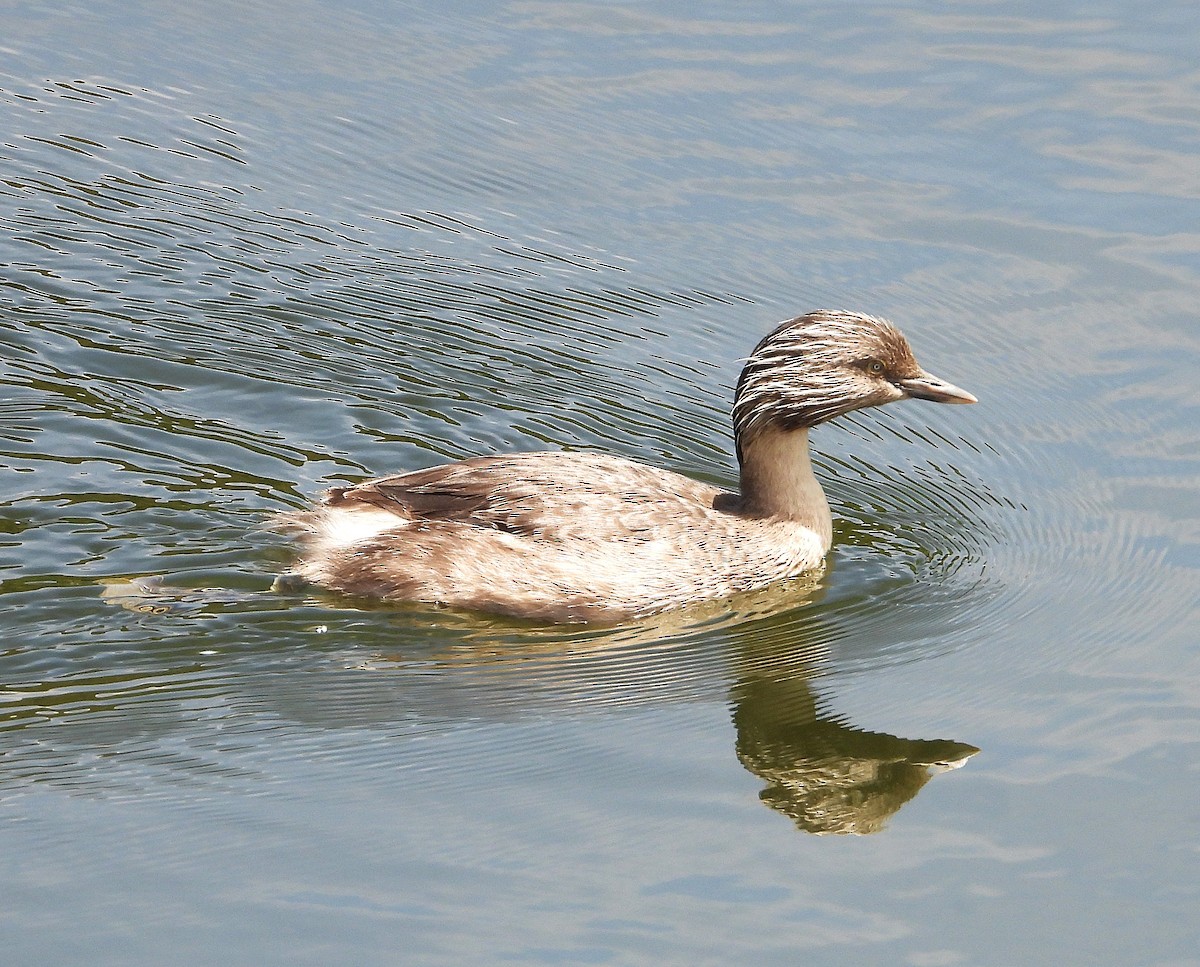 Zampullín Canoso - ML646779557