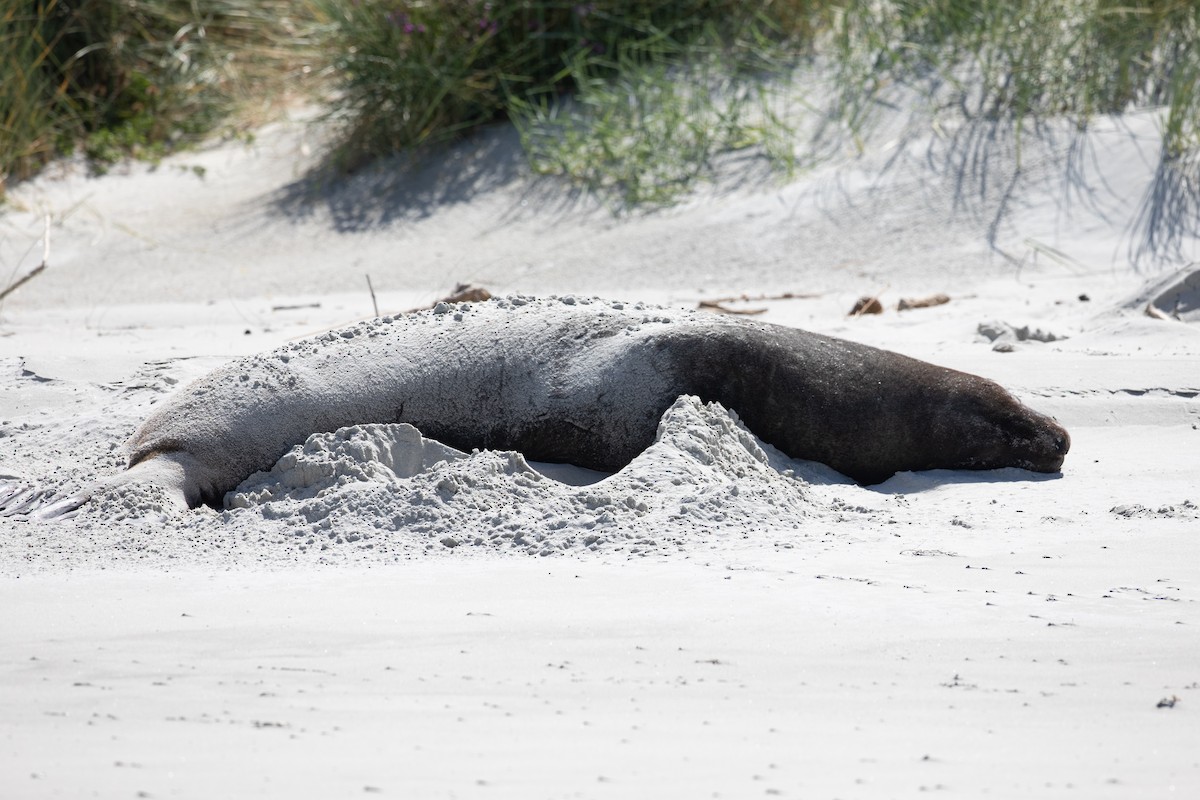 New Zealand Sea Lion - ML646779558