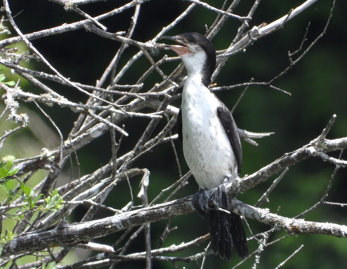 Cormorán Piquicorto - ML646779559