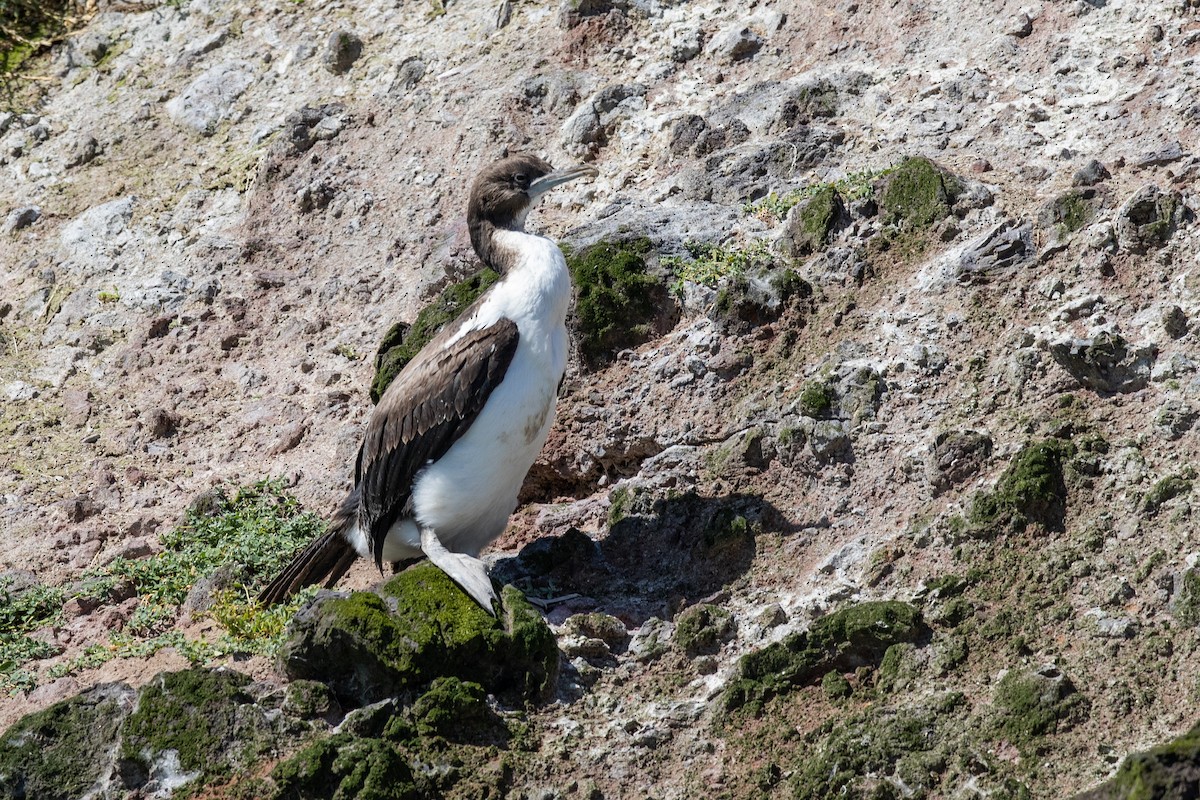 Otago Karabatağı - ML646779561