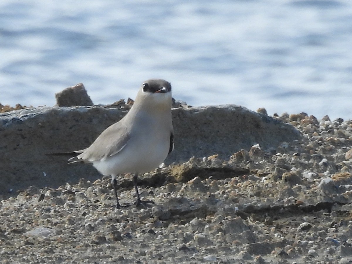 שדמית קטנה - ML646779563