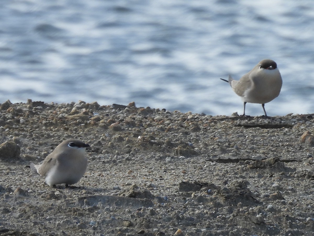 שדמית קטנה - ML646779564