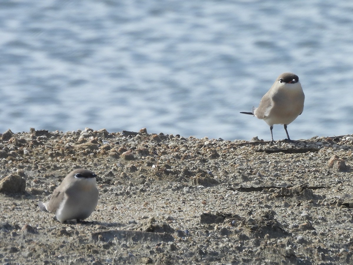 שדמית קטנה - ML646779565