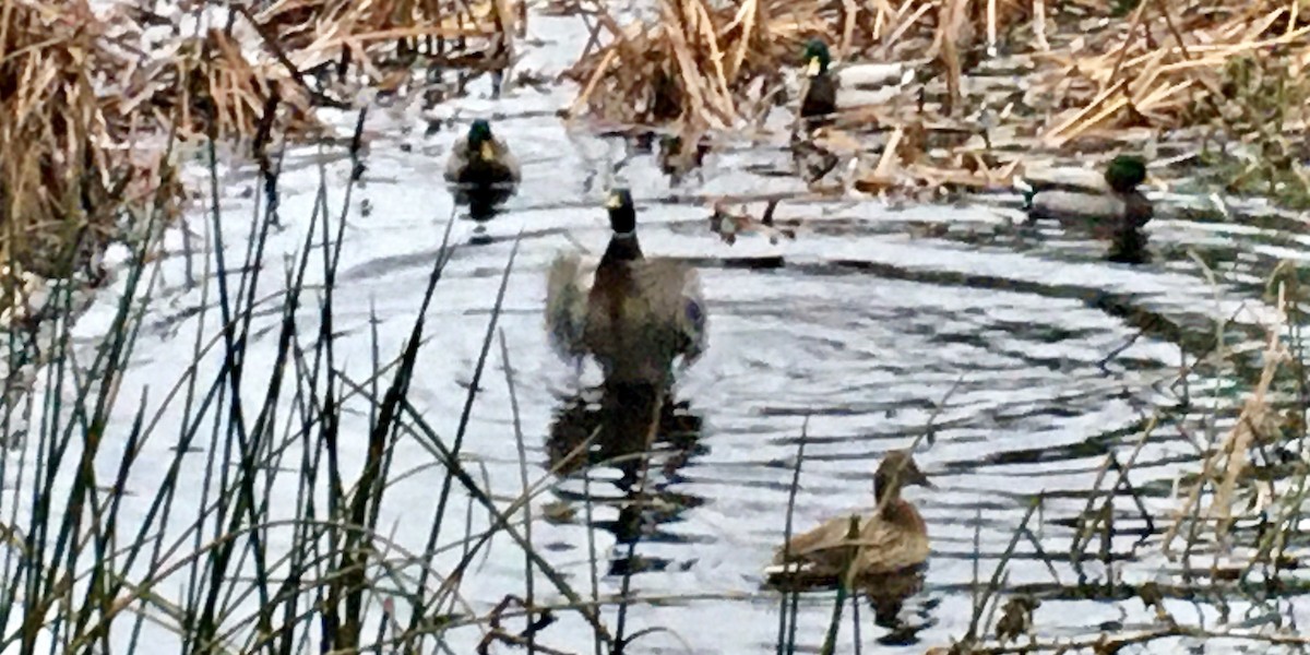 Mallard - ML646779566