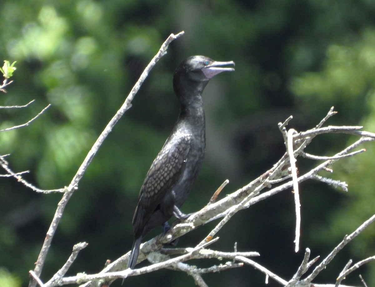 Cormorán Totinegro - ML646779567