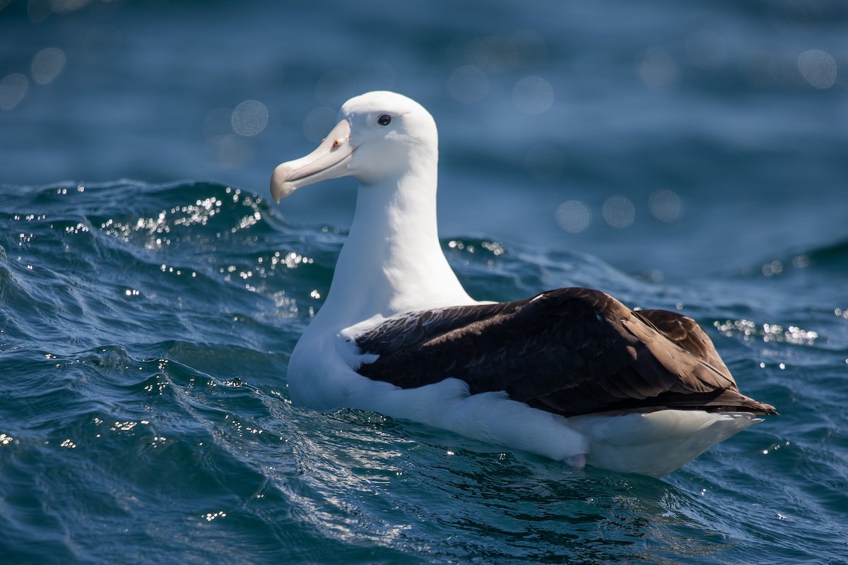 Kuzeyli Kral Albatros - ML646779570