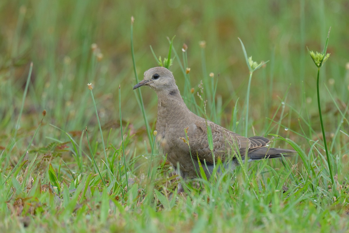 gråhodedue - ML646779571