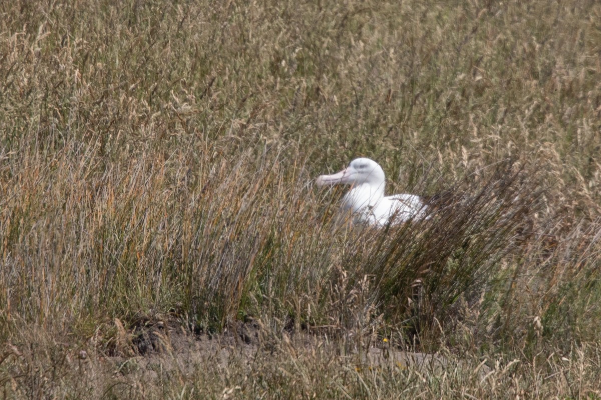 Kuzeyli Kral Albatros - ML646779572