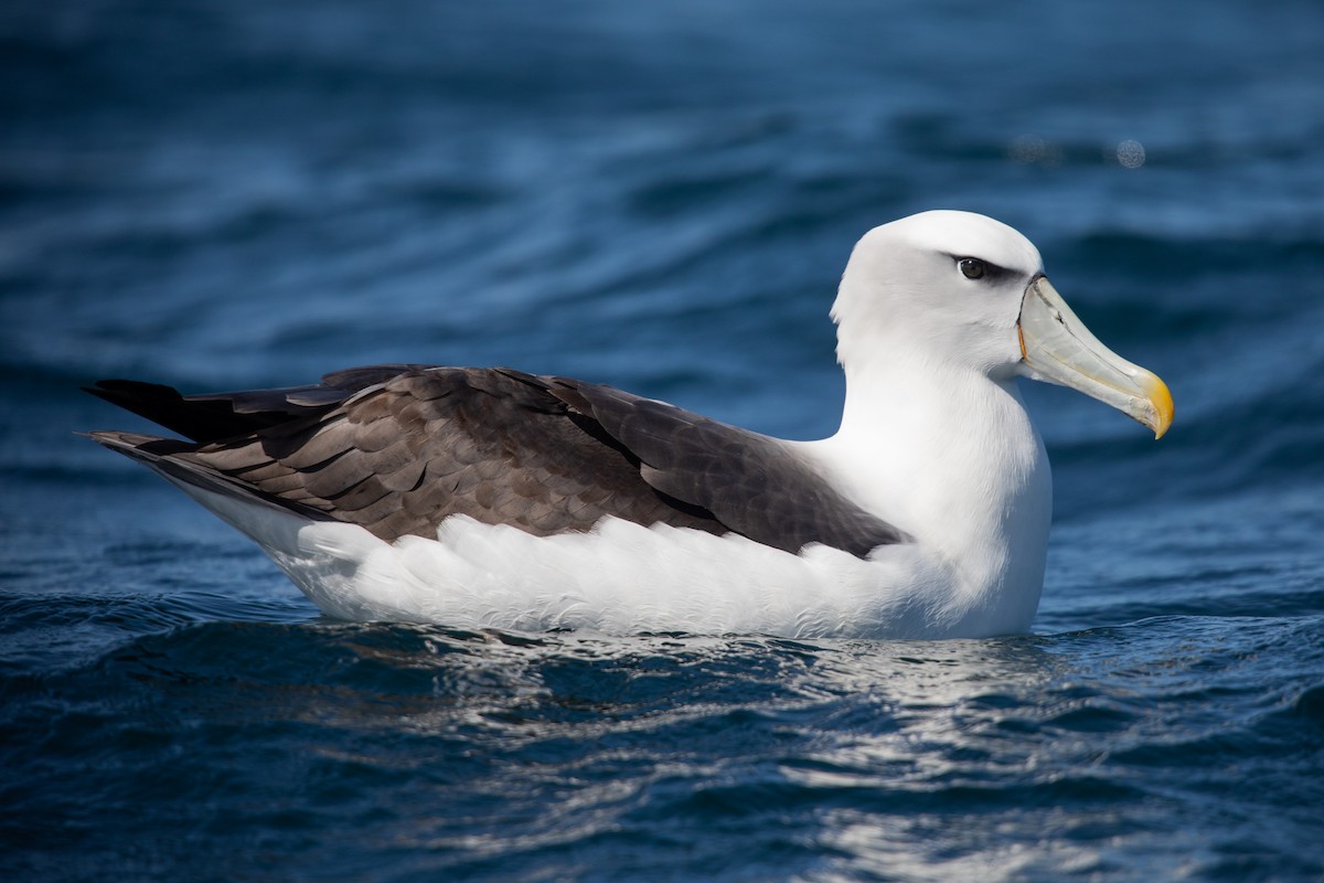 Mahçup Albatros - ML646779577