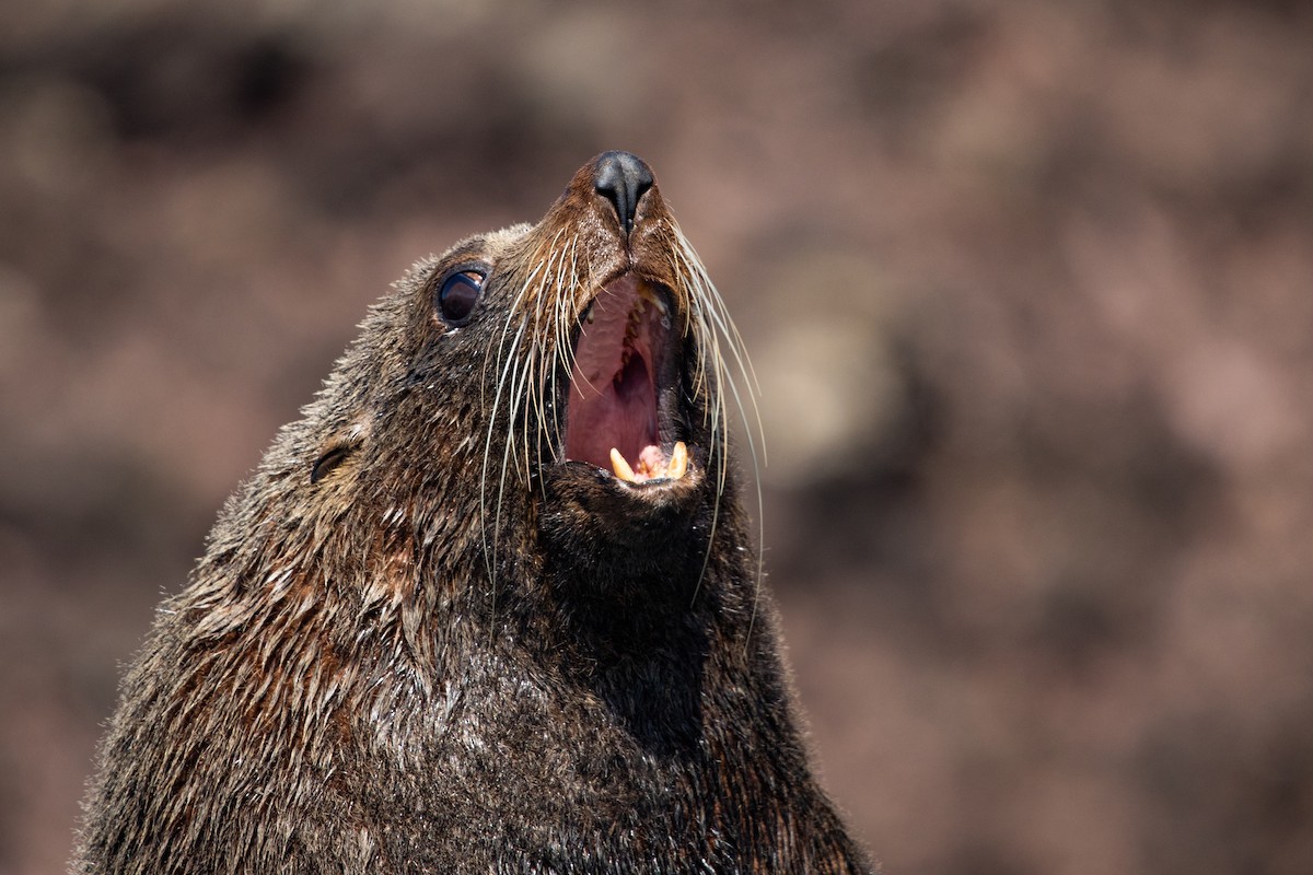 Long-nosed Fur Seal - ML646779578