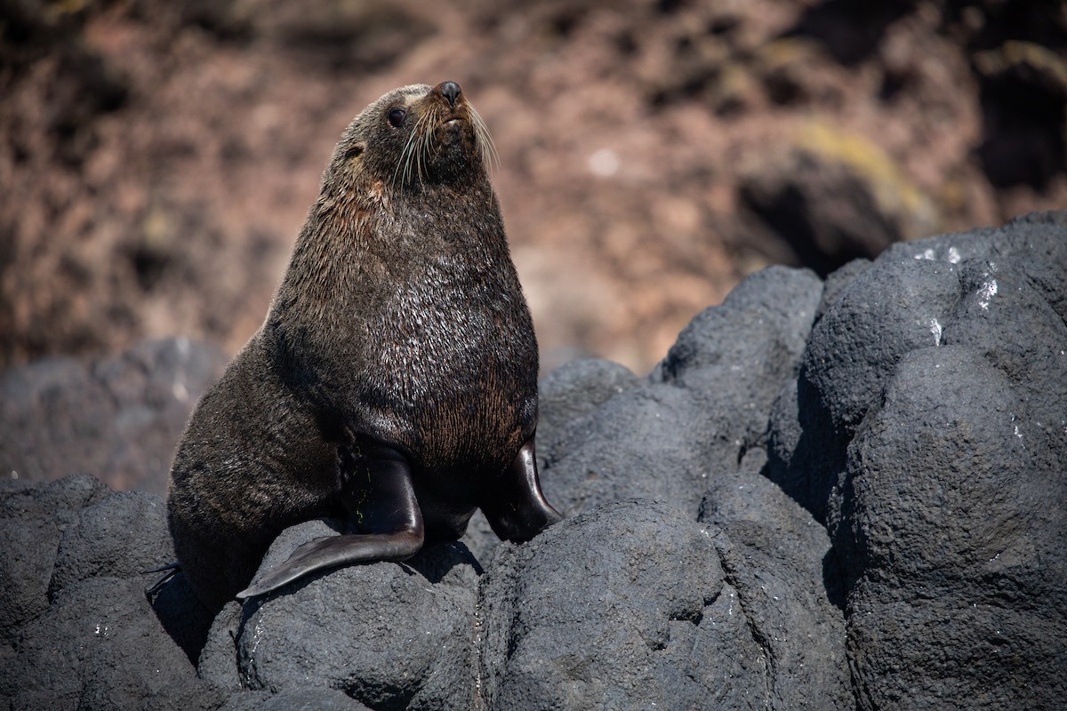 Long-nosed Fur Seal - ML646779579