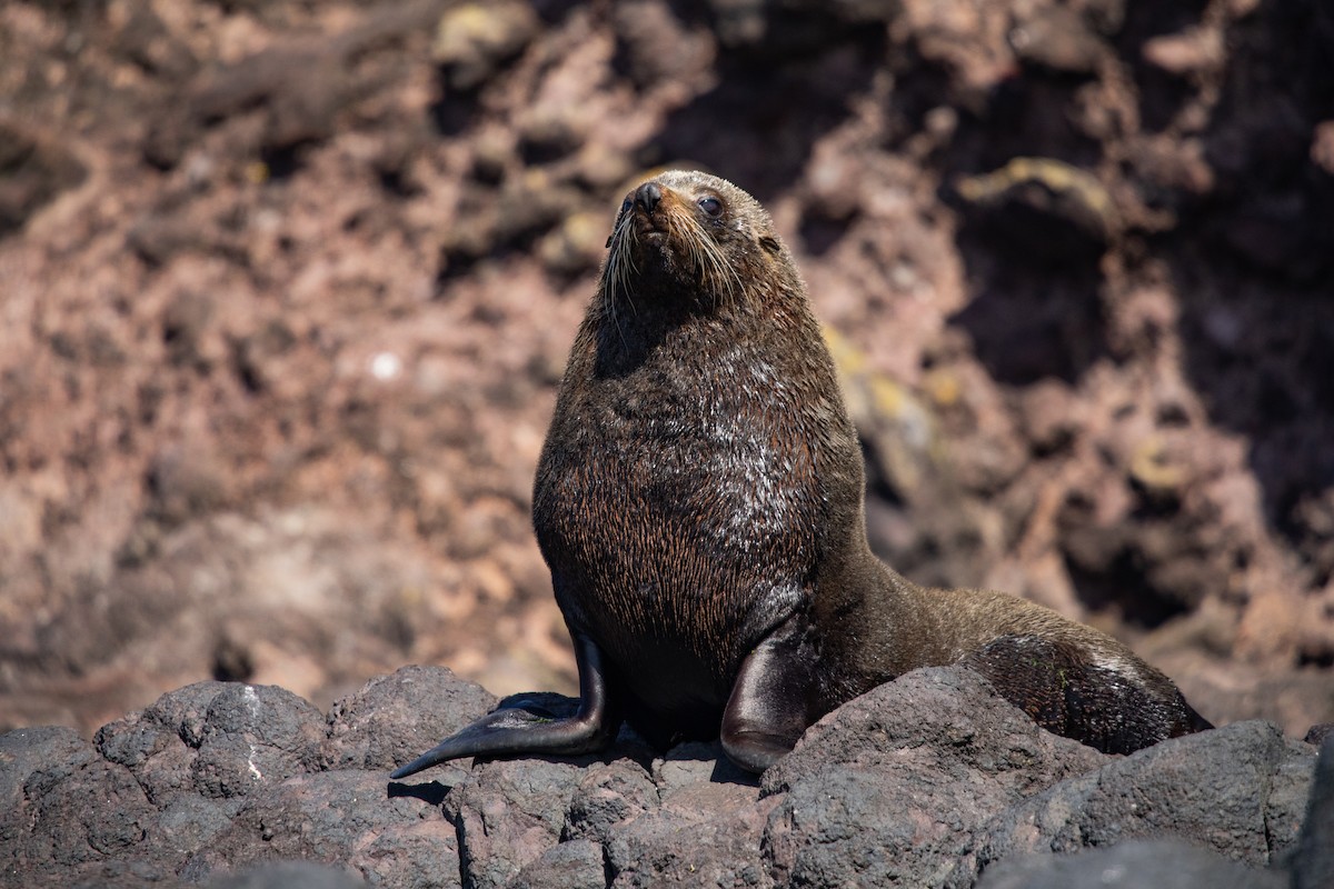 Long-nosed Fur Seal - ML646779580