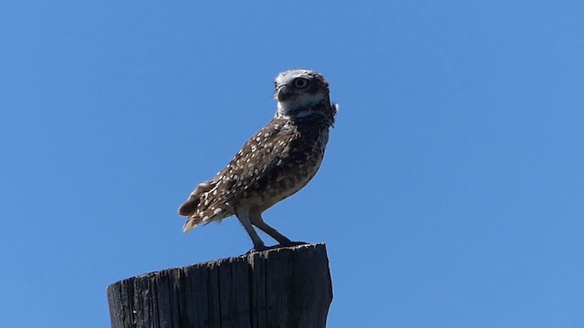 Кроличий сыч - ML646779582