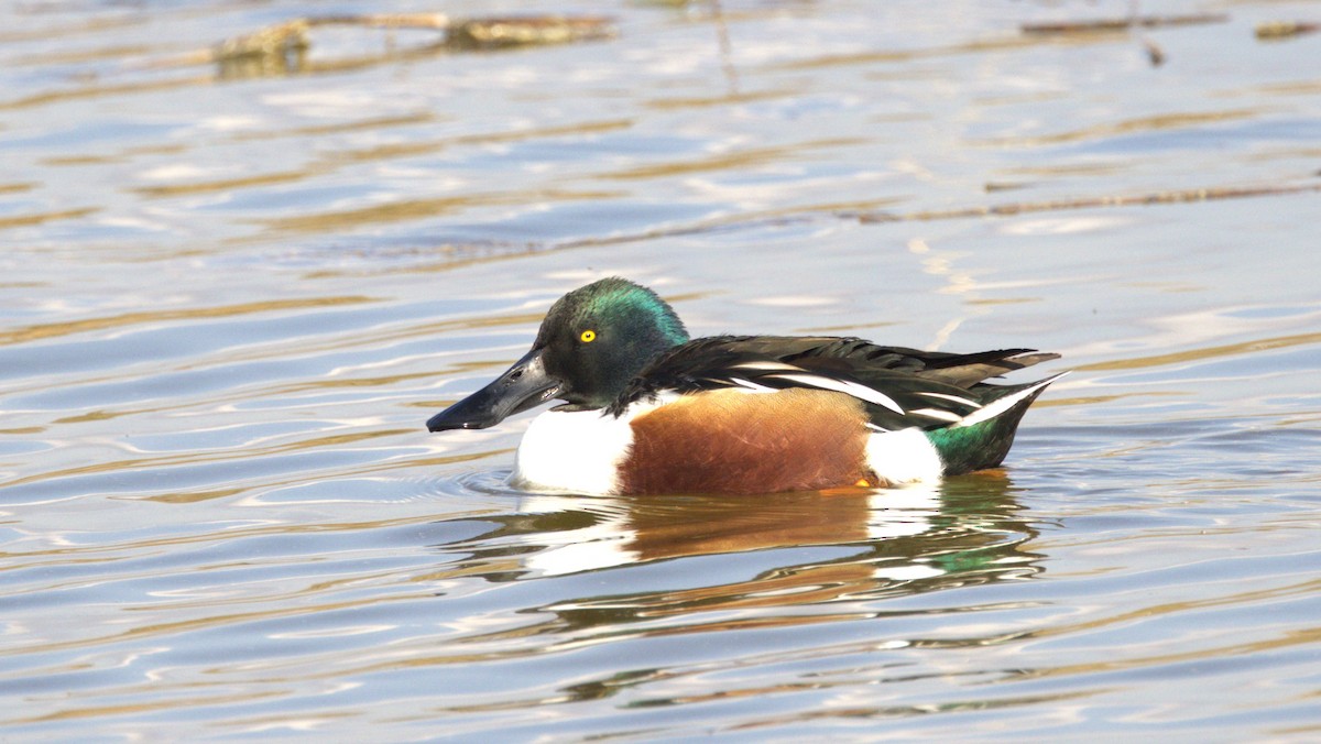 Northern Shoveler - ML646779583