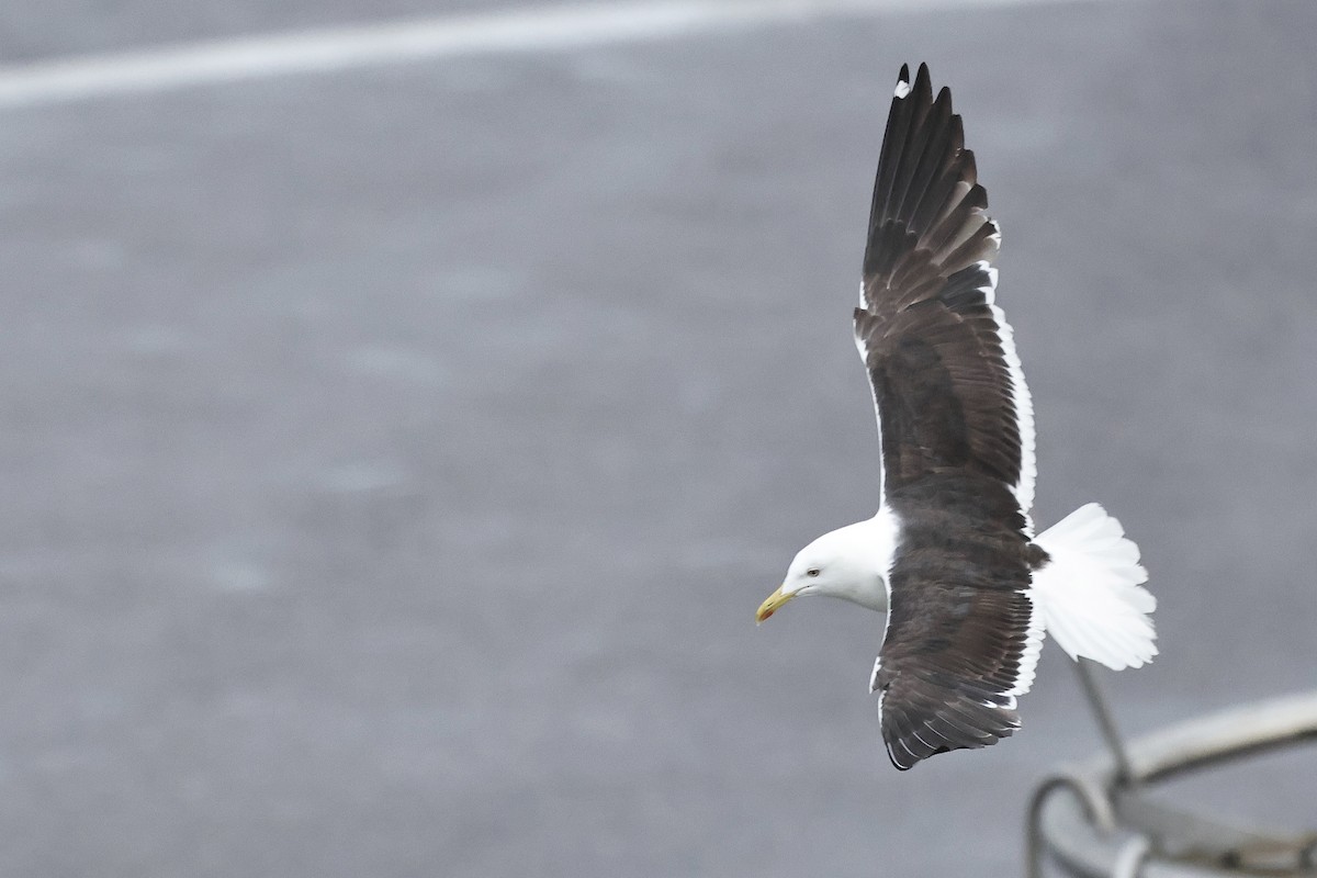 Kaio iluna - ML646779586