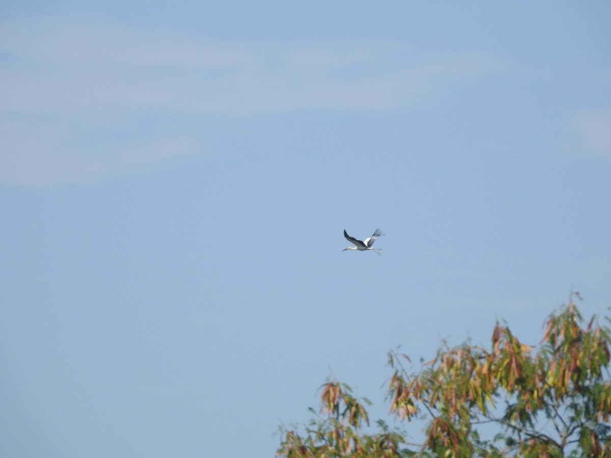 čáp východní - ML646779587