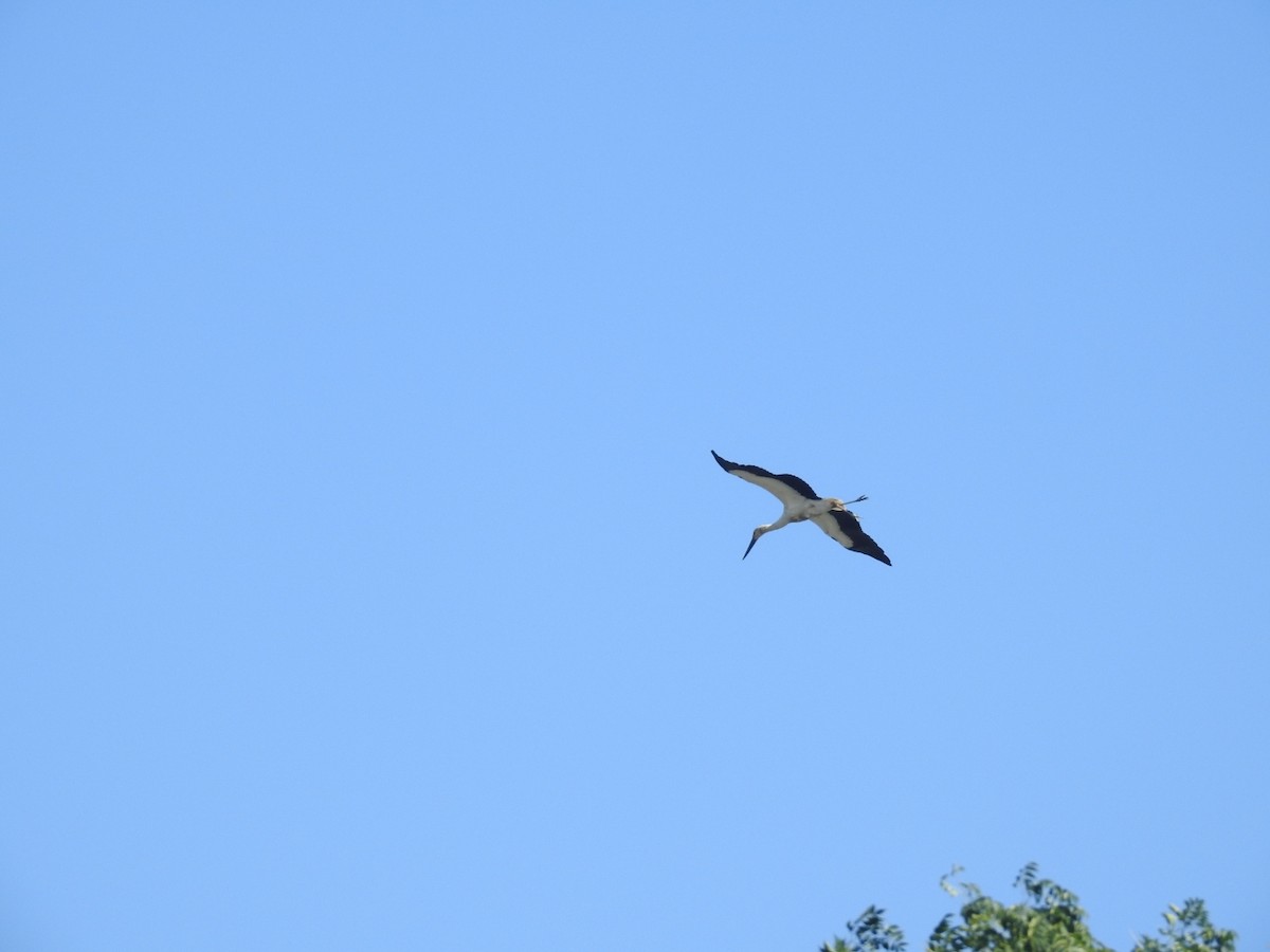 čáp východní - ML646779588