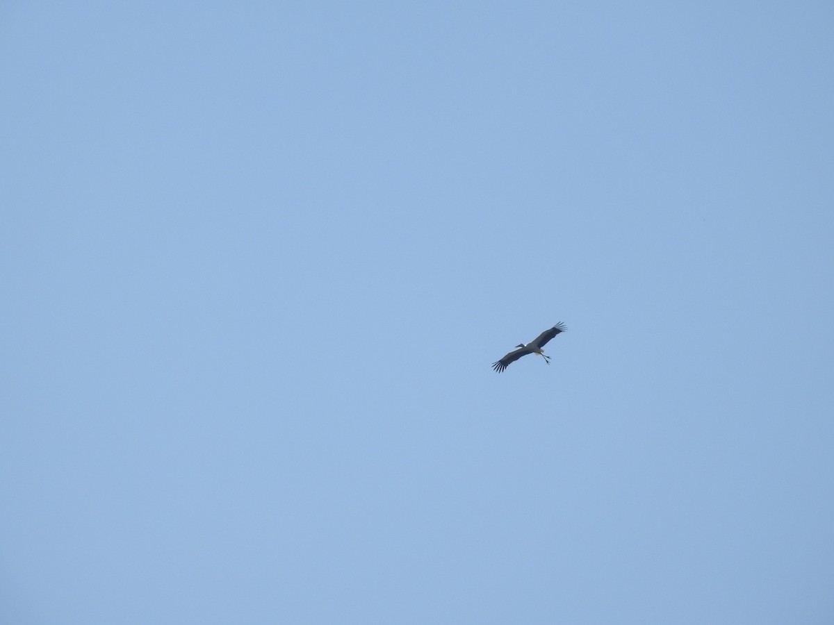 čáp východní - ML646779589