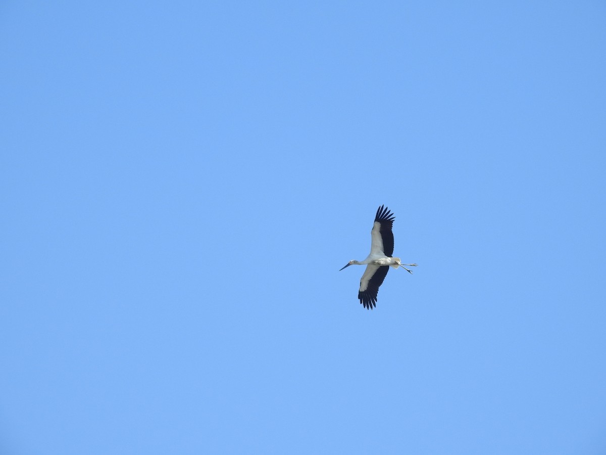 čáp východní - ML646779590