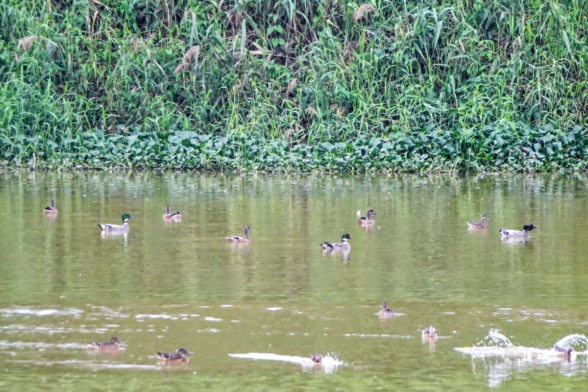 ヨシガモ - ML646779591