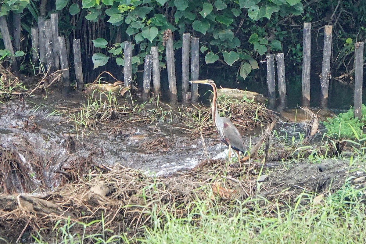 Erguvani Balıkçıl - ML646779594