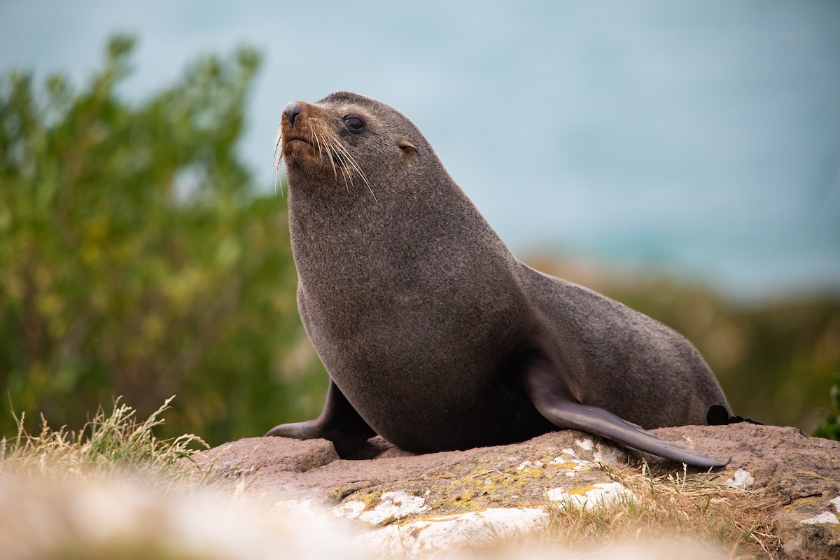 Long-nosed Fur Seal - ML646779595