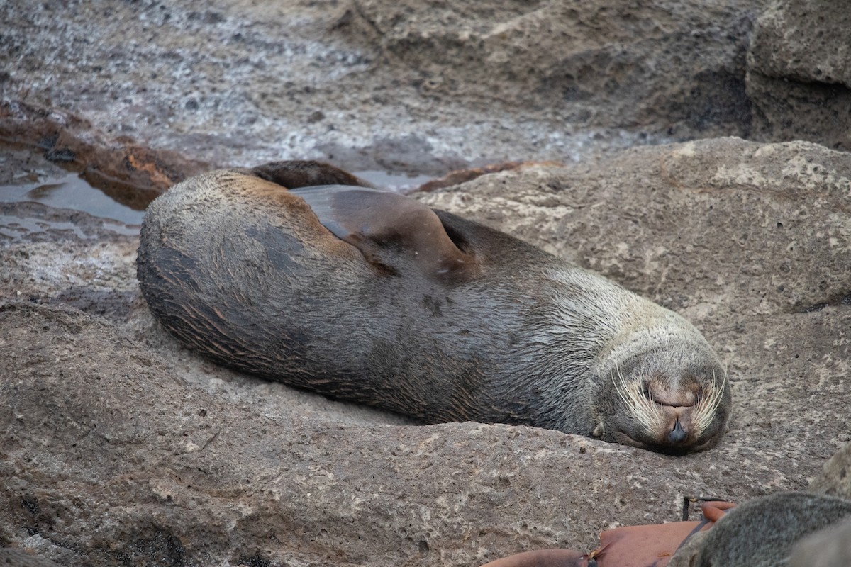 Long-nosed Fur Seal - ML646779596