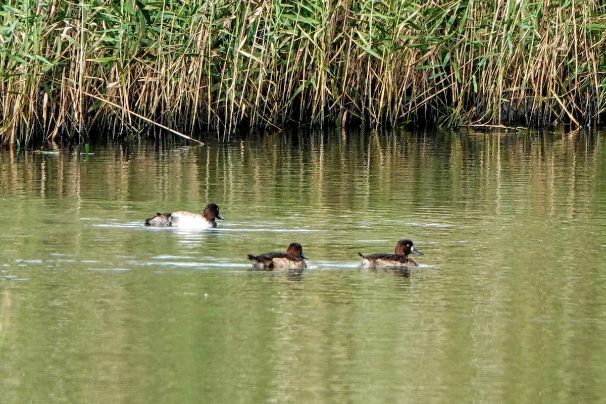 Tepeli Patka - ML646779597