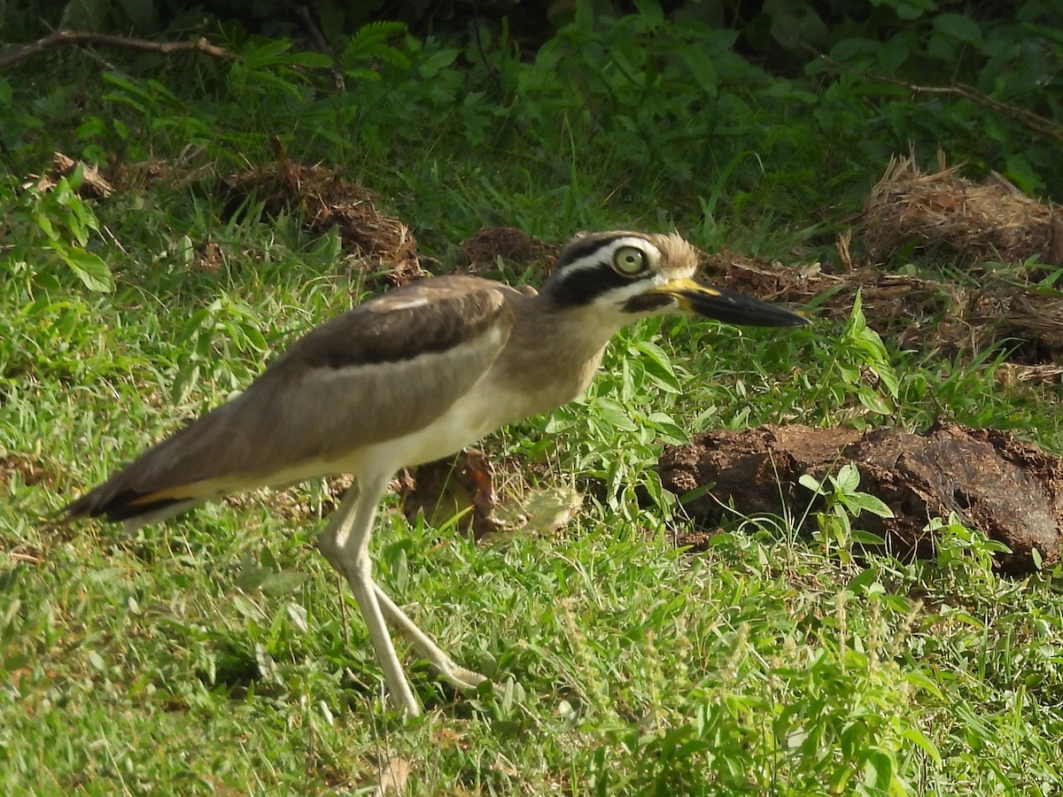 Great Thick-knee - ML646779599