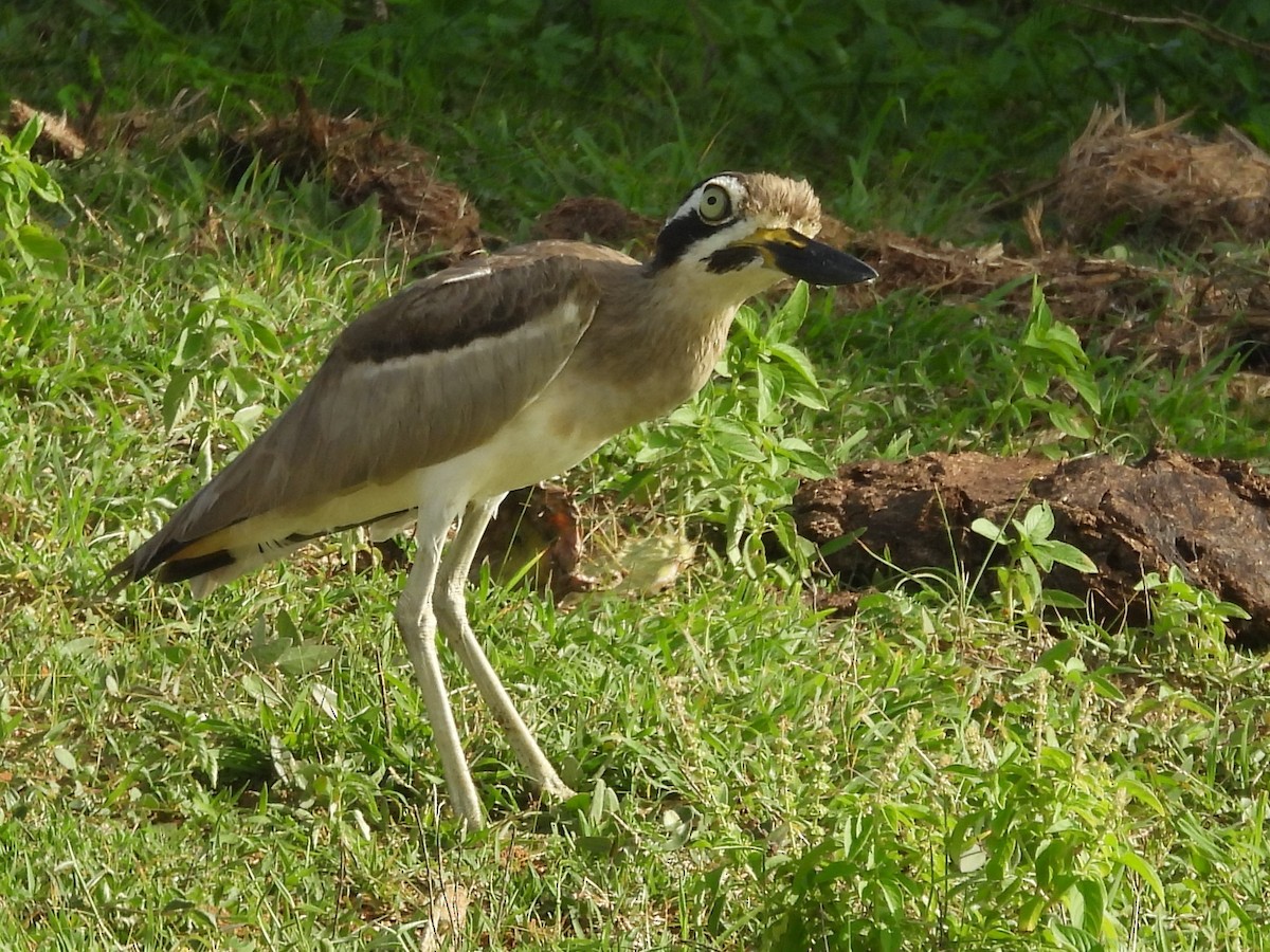Great Thick-knee - ML646779600