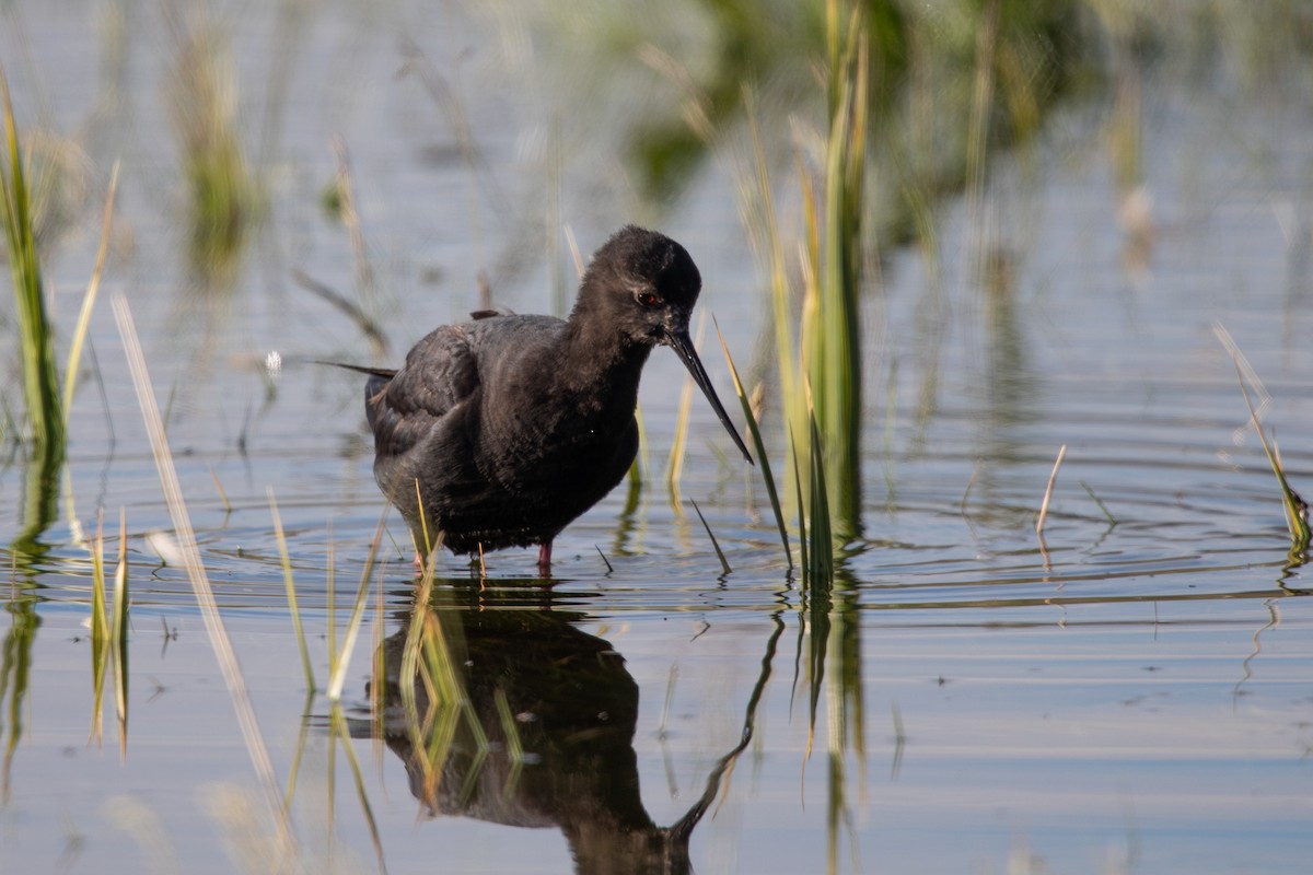 Kara Uzunbacak - ML646779601