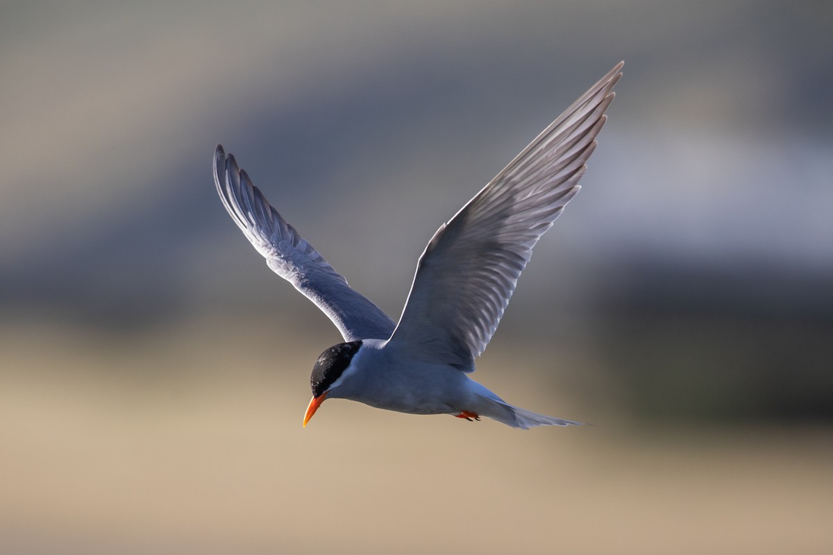 Maori Bıyıklı Sumrusu - ML646779602