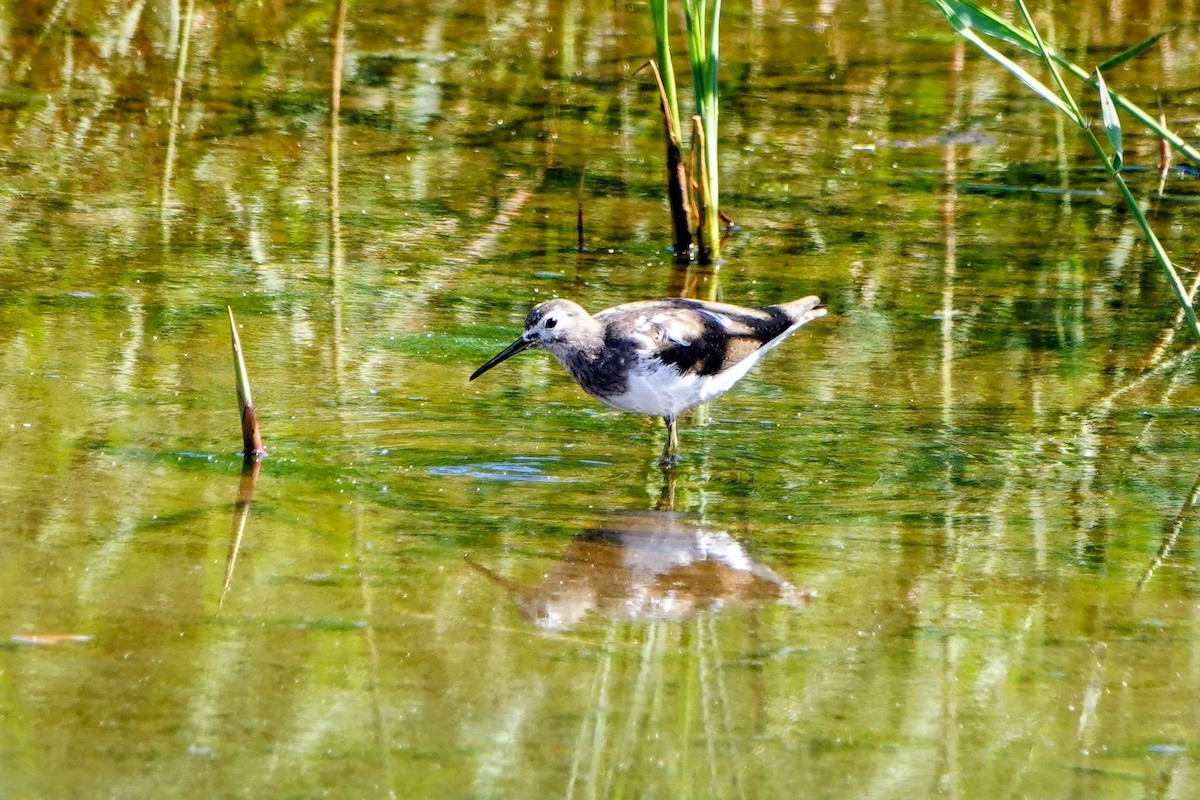 Yeşil Düdükçün - ML646779604