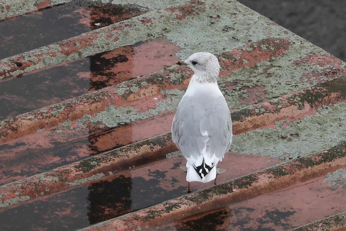 Kaio mokohoria - ML646779608