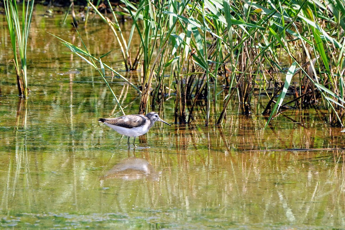 Yeşil Düdükçün - ML646779611