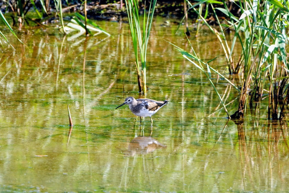 Yeşil Düdükçün - ML646779617