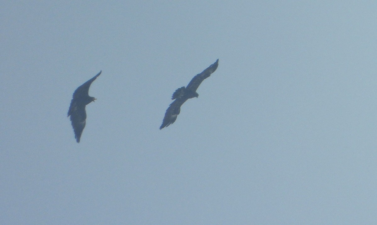 Бор бүргэд - ML646779618