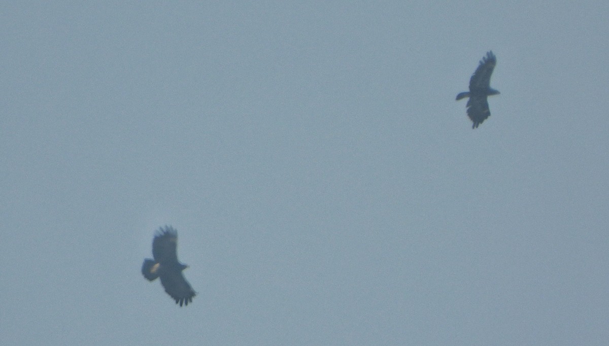 Бор бүргэд - ML646779620