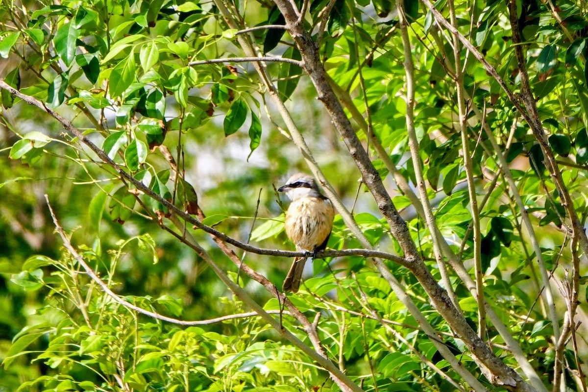 Kahverengi Örümcekkuşu - ML646779621