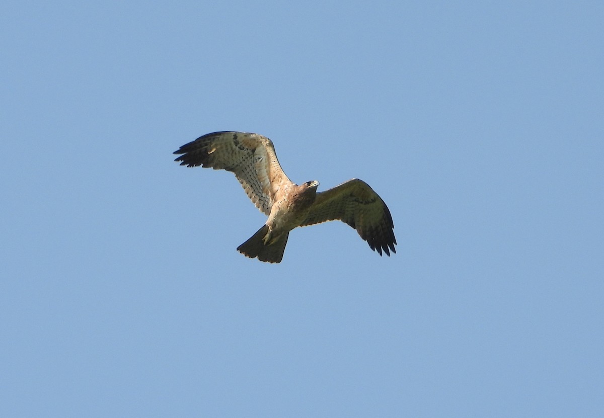 Харсун бүргэд - ML646779625