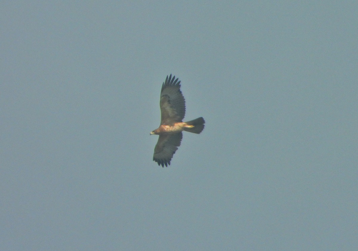 Харсун бүргэд - ML646779627